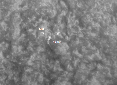 Wärmebildaufnahme des Kitz und der Helfer von oben