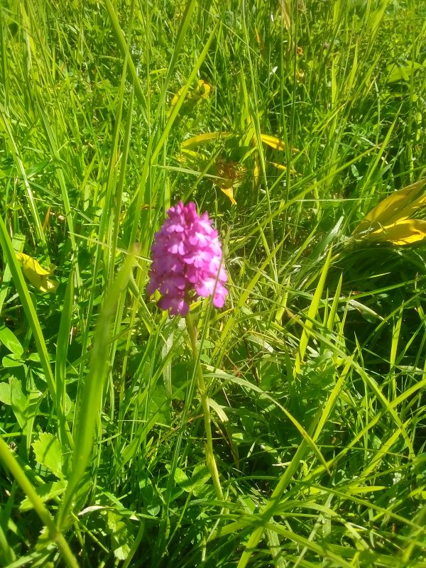 Spitzorchis Engi 2023